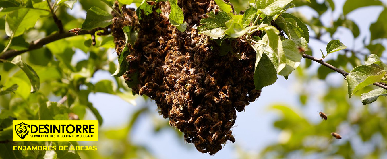 enjambres de abejas
