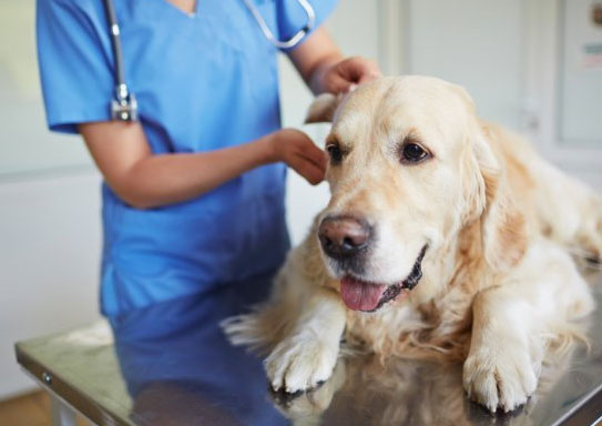 control de plagas en veterinarias