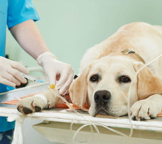 control de plagas en veterinarias